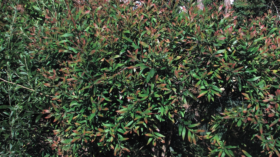 Aspeto geral da planta evidenciando os ápices das folhas avermelhados caraterísticos.