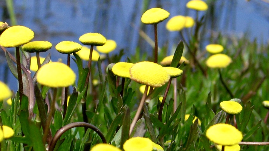 Inflorescências (capítulos) amarelas. | Yellow flower head (Photo by Lísia Lopes).