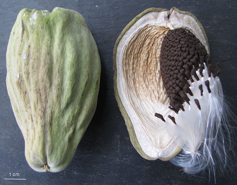 Vista exterior e interior do fruto, expondo as sementes negras com longos pelos sedosos. @Auguste Le Roux (Wikimedia)