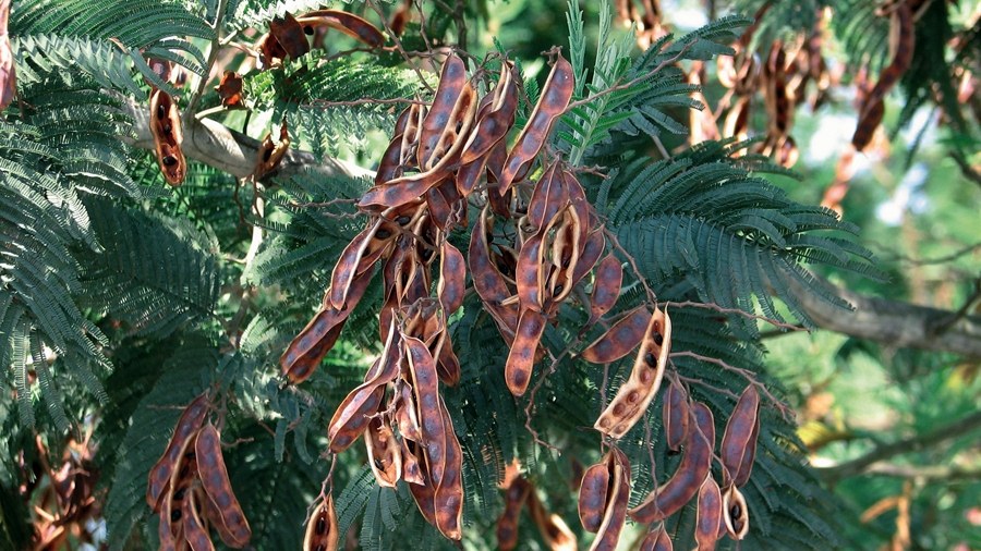 Vagens vermelho-acastanhadas, ± comprimidas entre as sementes. | Reddish-brown pods, ± contracted between the seeds.