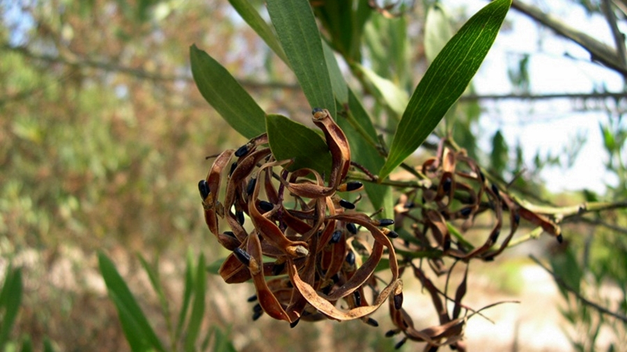 Espécie semelhante: as folhas de A. longifolia são parecidas mas têm várias nervuras; o fruto é uma vagem.