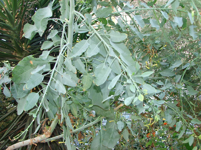 Aspecto geral de raminhos da planta com a tonalidade verde-azulada caraterística.