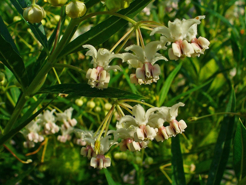 Flores reunidas em umbelas axilares com 3-15 flores, de cor branca ou creme, encimadas por uma coroa no centro.