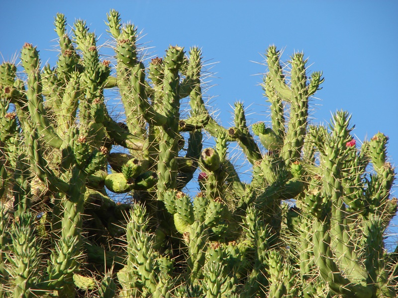 Caules cilíndricos, com folhas verdes perto dos ápices e com 1 a 4 espinhos grandes por auréola.
