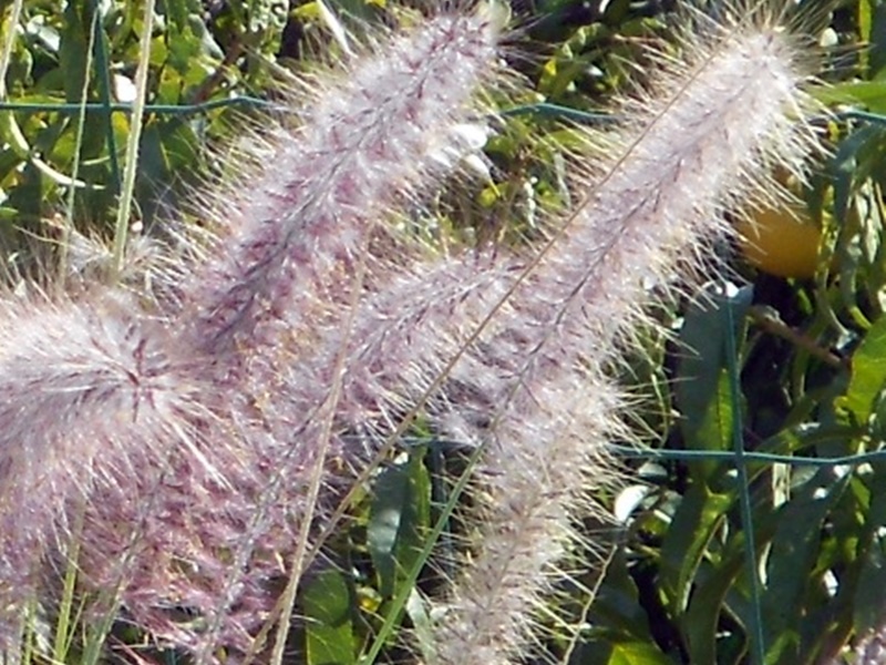 Inflorescências espiciformes, púrpuras ou rosadas, tornando-se esbranquiçadas ao longo do desenvolvimento, e com aspeto plumoso devido às sedas.