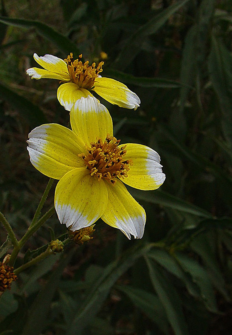Detalhe de um capítulo onde se observam 5 flores externas liguladas, brancas com uma mancha amarela e estéreis, e as flores internas tubulosas, amarelas e férteis.