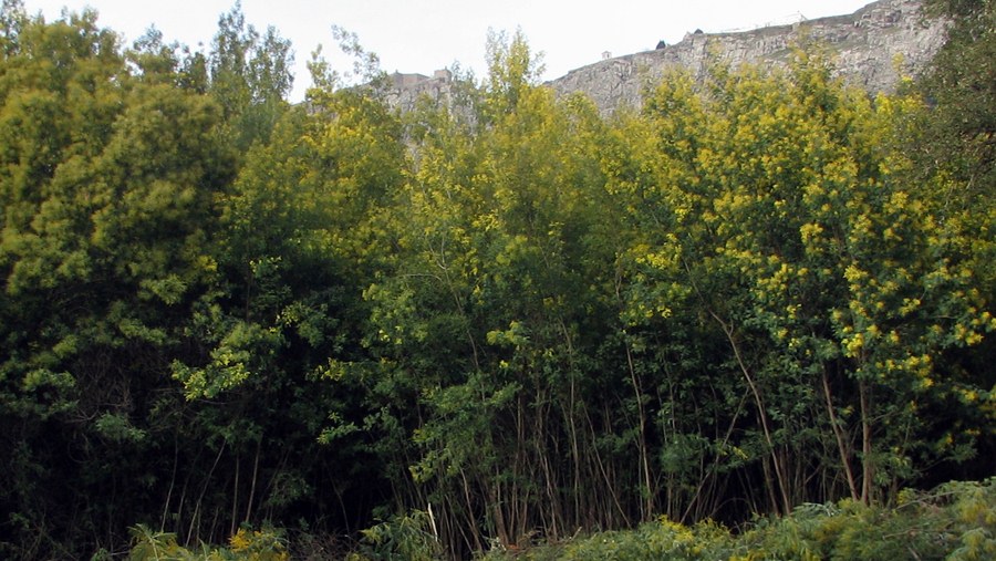 Aspecto das plantas quando crescem em áreas densas. | Plant habit when growing in densely invaded area.