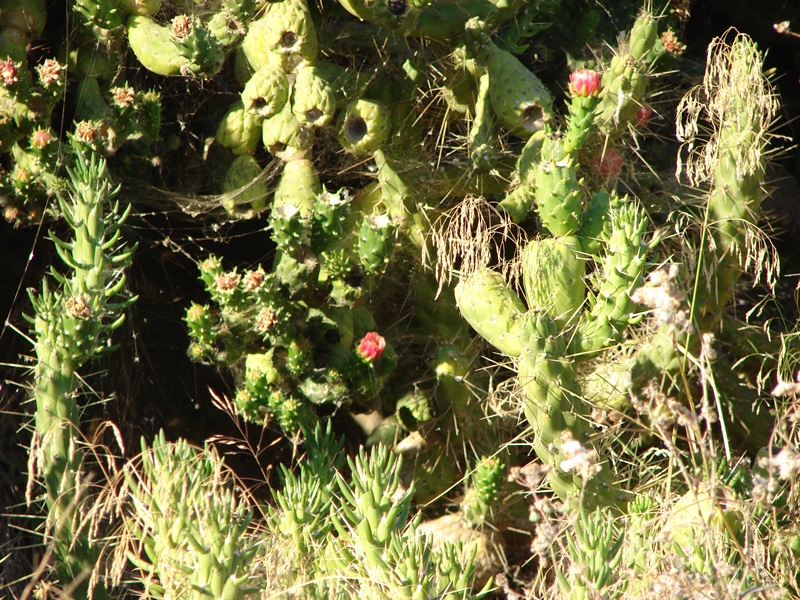 Detalhe da planta com flores rosadas e frutos ovoide–oblongos, de cor verde.