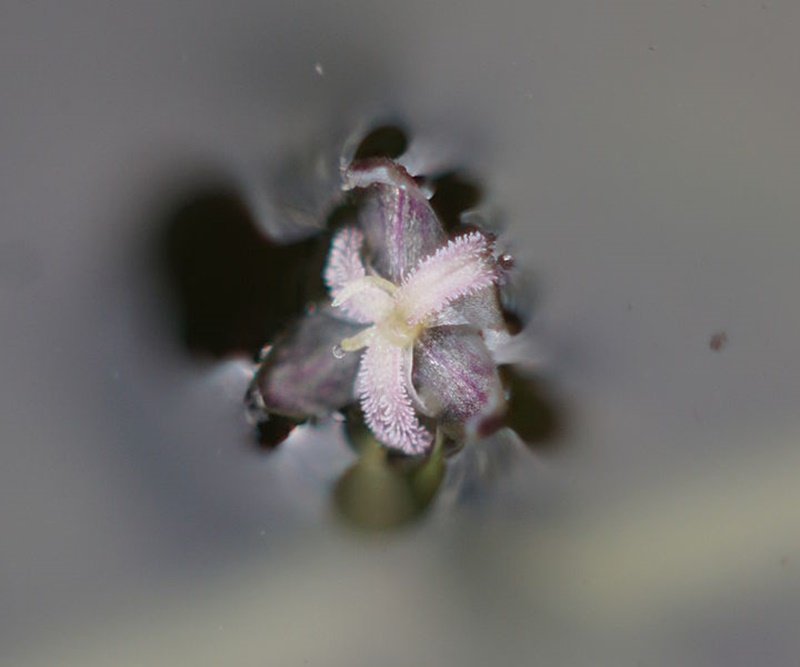 Flores pequenas de cor branca, que ocorrem nas extremidades de hastes longas, com 3 pétalas e geralmente 3 sépalas.