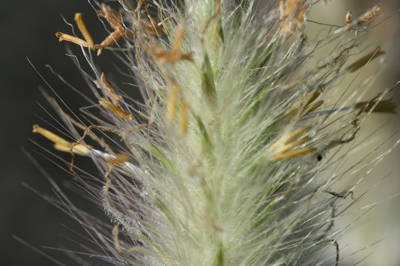 Detakhe da inflorescências espiciformes, cilíndricas a subglobosas, esbranquiçadas com aspeto plumoso.